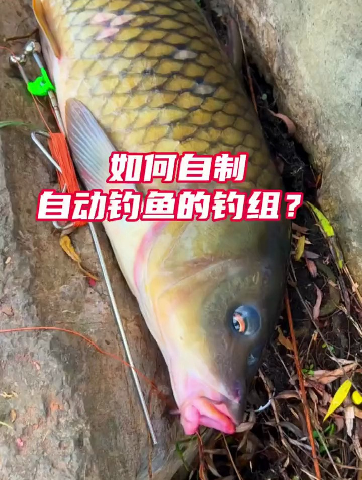 不用海竿钓鱼,如何钓大鱼?教你自制自动钓大鱼神器!