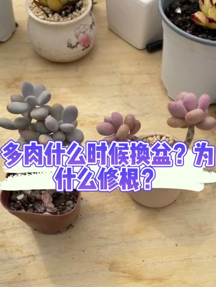多肉什么时候需要换盆?为什么要修根?选什么样的花盆更合适?