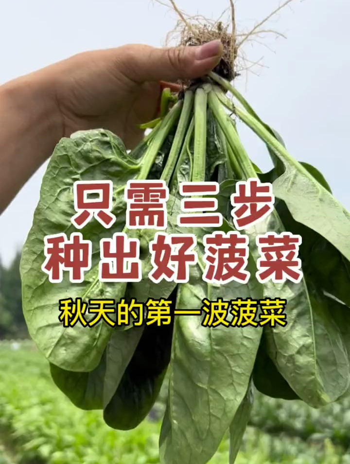 只需三步 种出好菠菜