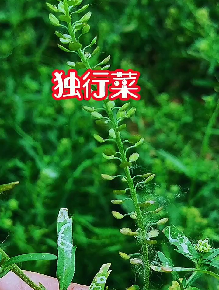 独行菜,独行这个名字听起来是很威风的