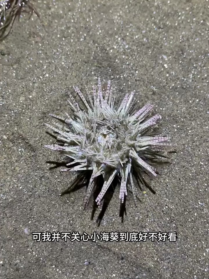 第一次抓到这种背上长着花纹的鱼,想问一下吃的时候应该注意什么