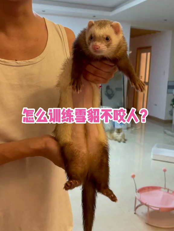 怎么训练雪貂不咬人