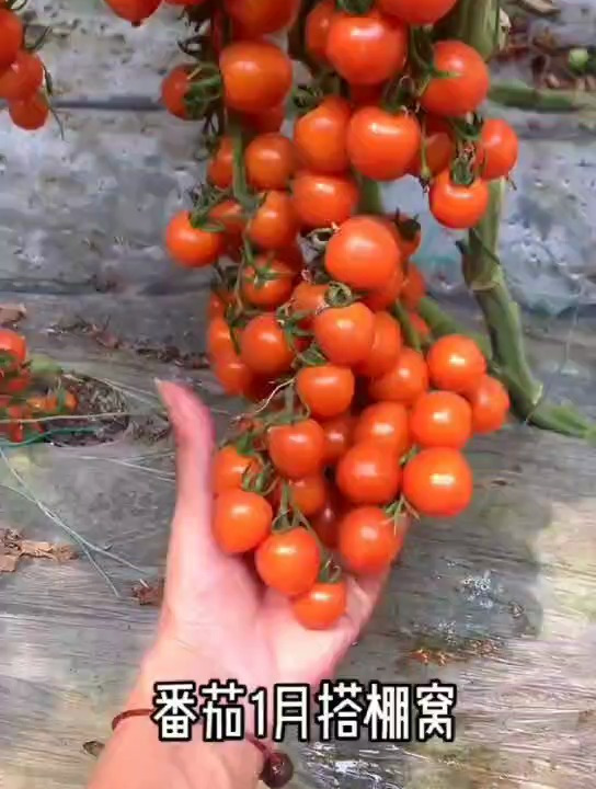 一年十二个月的种菜的口诀,每个月都有适合种的菜