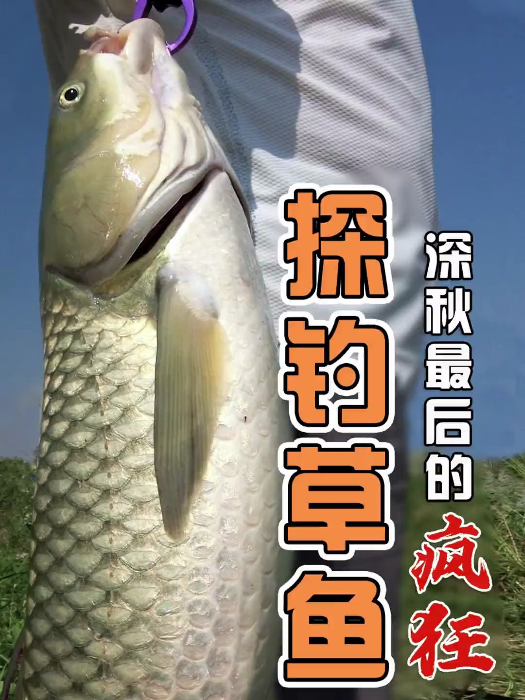 探钓草鱼深秋最后的疯狂
