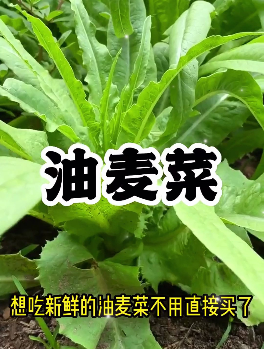 油麦菜是莴笋的叶子吗?好多菜友分不清,今天告诉你二者的区别