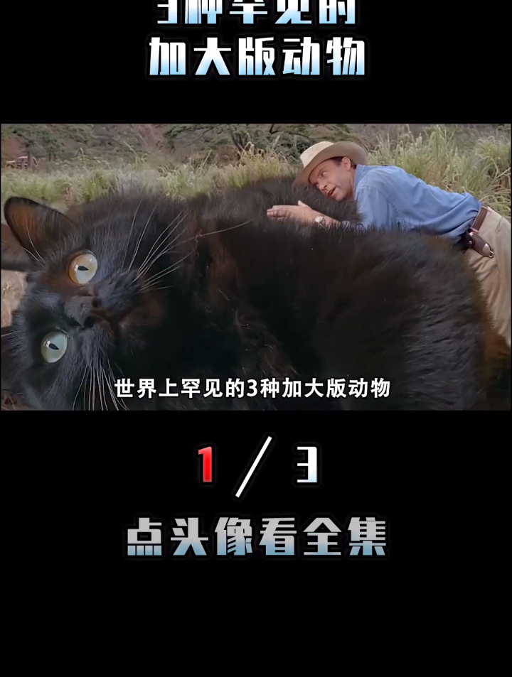 3种罕见的加大版动物,可以骑的鸡、追着老虎跑的牛,你见过吗?