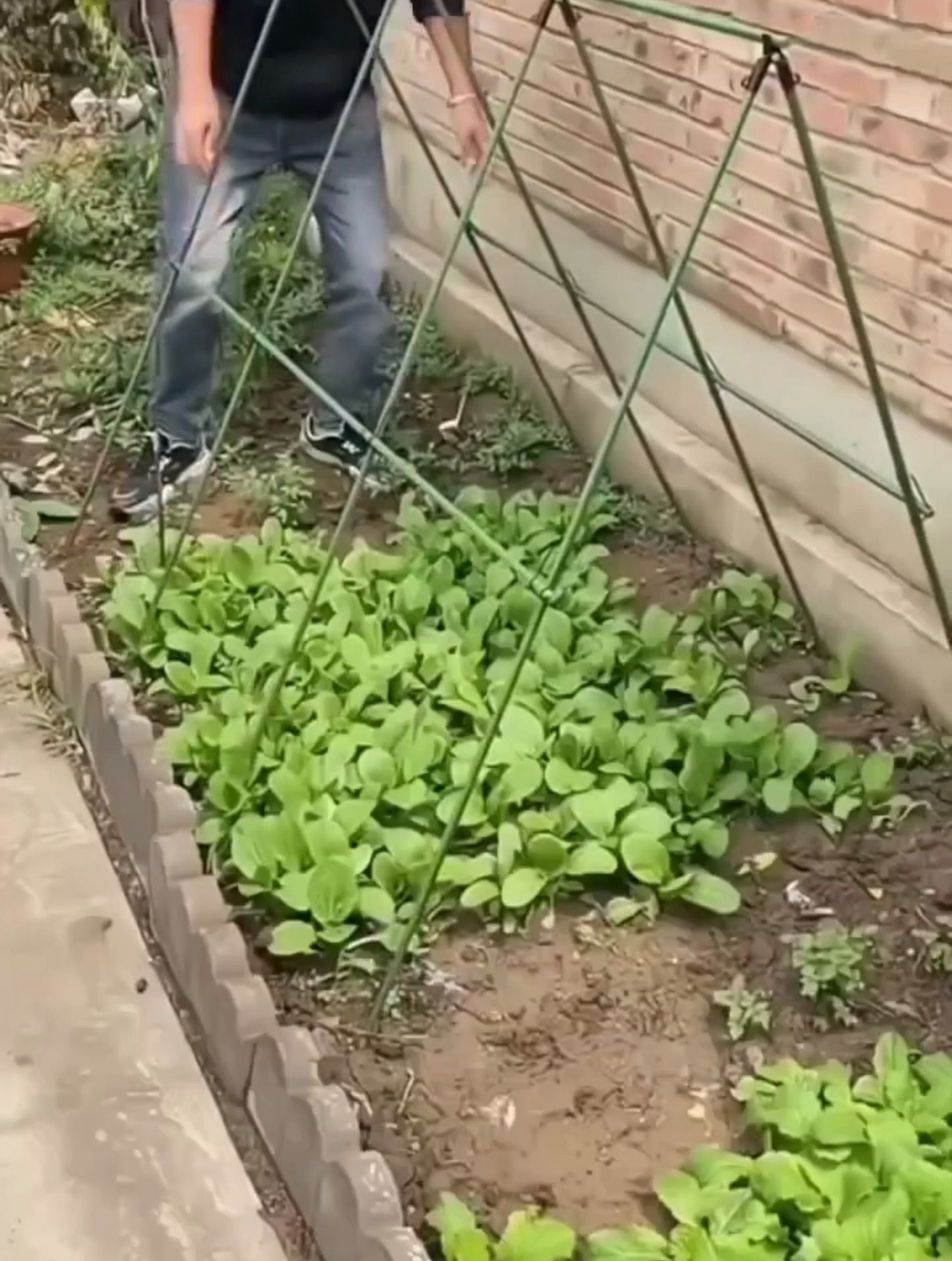 种花种菜室内外都能用的爬藤支架!有了它再不用到处找竹竿搭架子