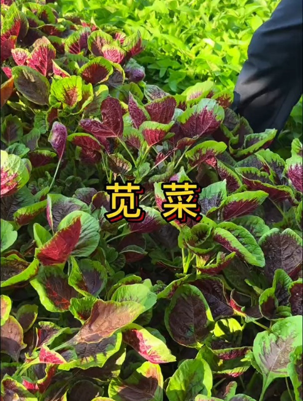 苋菜,古代的长寿草,很适合家庭种植