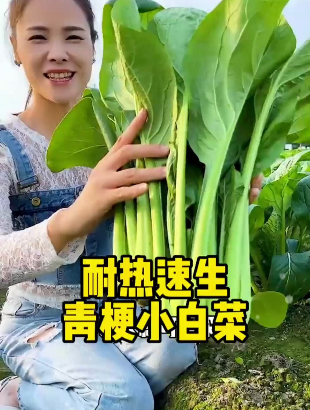 耐热速生青梗小白菜,是很多菜农的“心头爱”,不招虫还生长快!