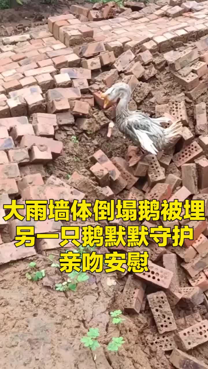 河南开封大雨致墙体倒塌,一只鹅被埋在其中,另一只鹅一直默默守护在身旁,不停亲吻安慰让人动容