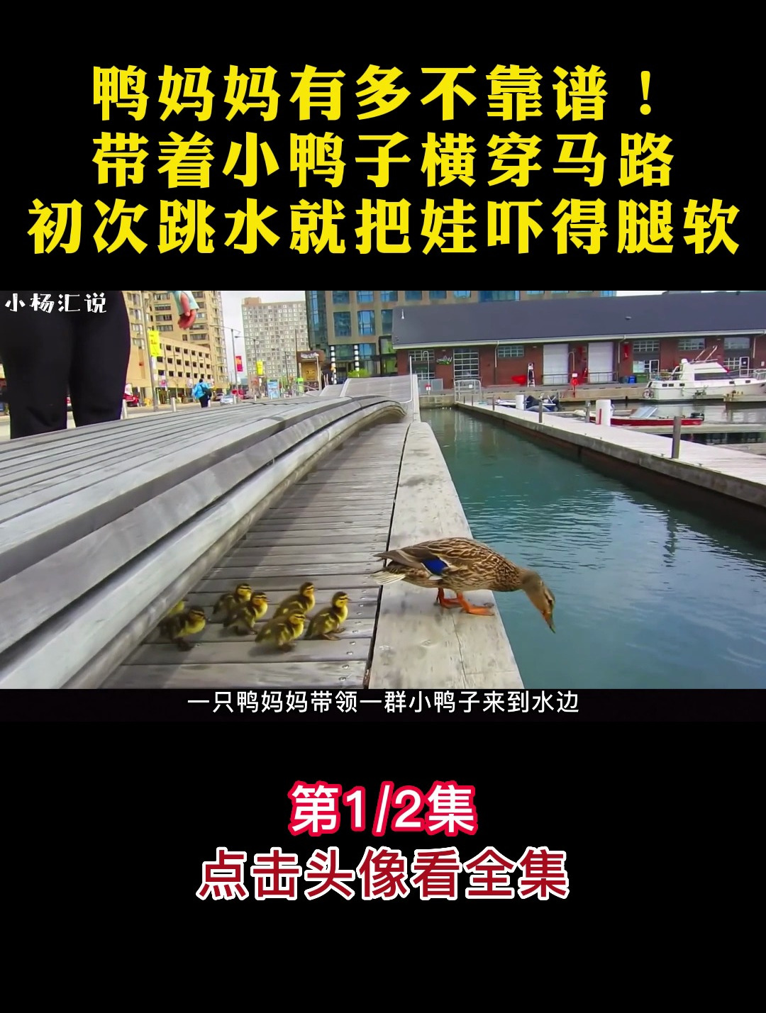 鸭妈妈有多不靠谱!带着小鸭子横穿马路,初次跳水就把娃吓得腿软
