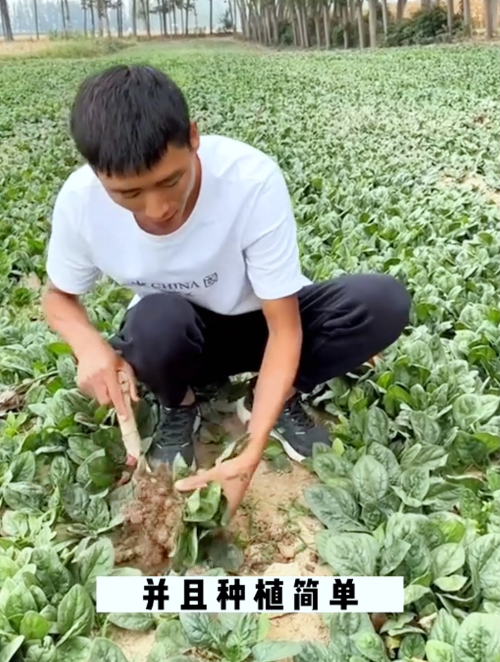 菠菜种植掌握3个小技巧,40度的天气也能3天发芽20天采收!