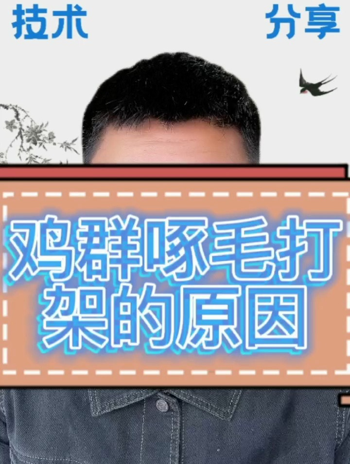 鸡群啄羽打架的原因 鸡啄鸡是什么原因 鸡互相啄伤是缺什么吗