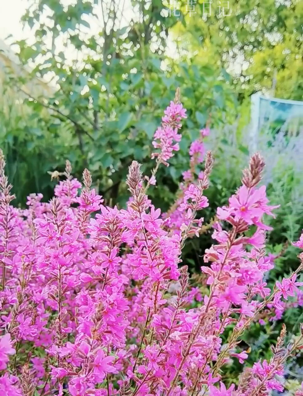 千屈菜这种多年生草本植物,长得挺高,能到一米左右,7-8月开花,耐旱耐涝,适应力超强,公园