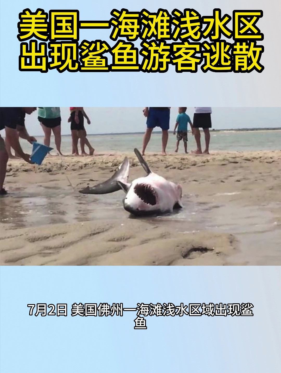 美国一海滩浅水区出现鲨鱼游客逃散