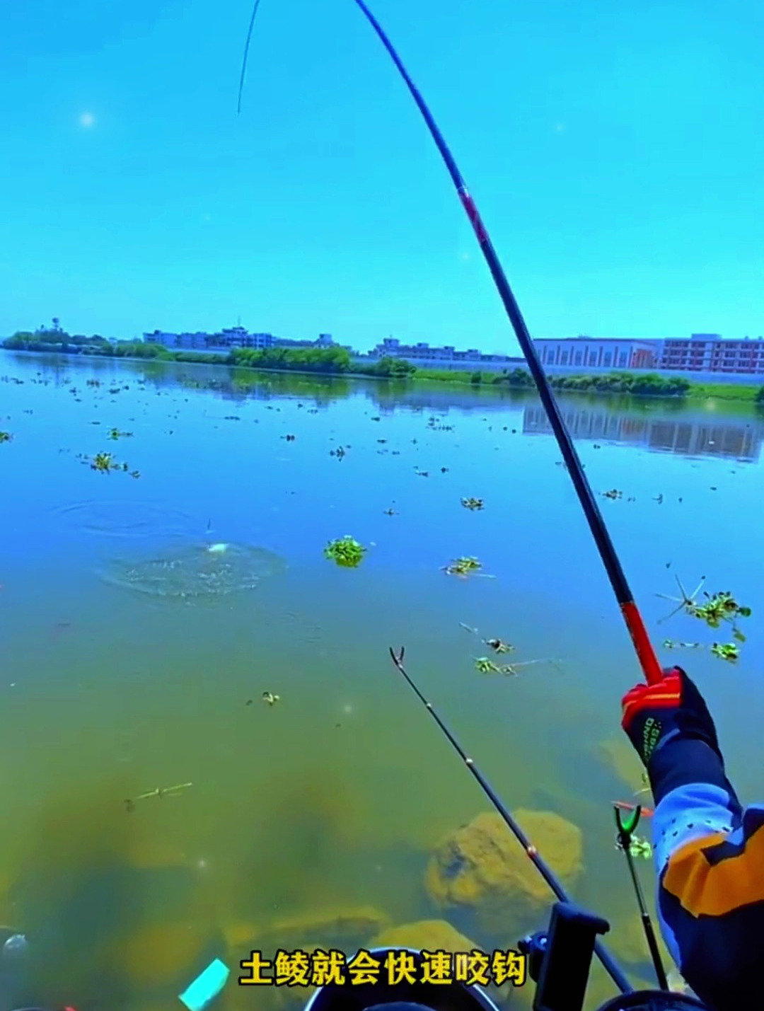 如何钓鲮鱼?老钓手水库示范,饵料搭配与钓法选择!