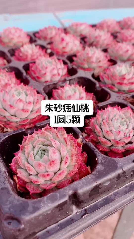 仙桃朱砂痣:多肉植物中的小精灵