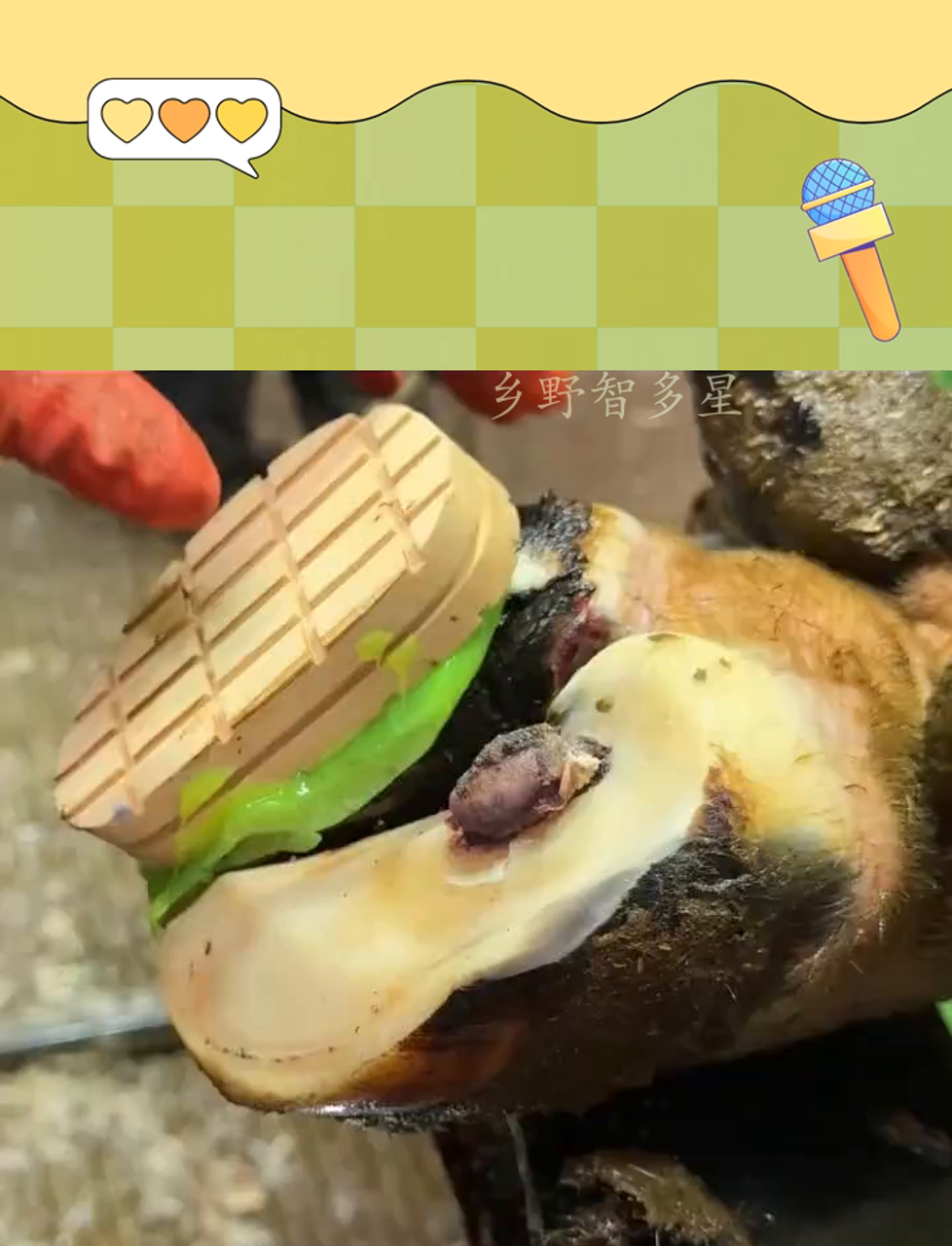 牛蹄子上冒出个肉疙瘩,今儿个再检查下情况