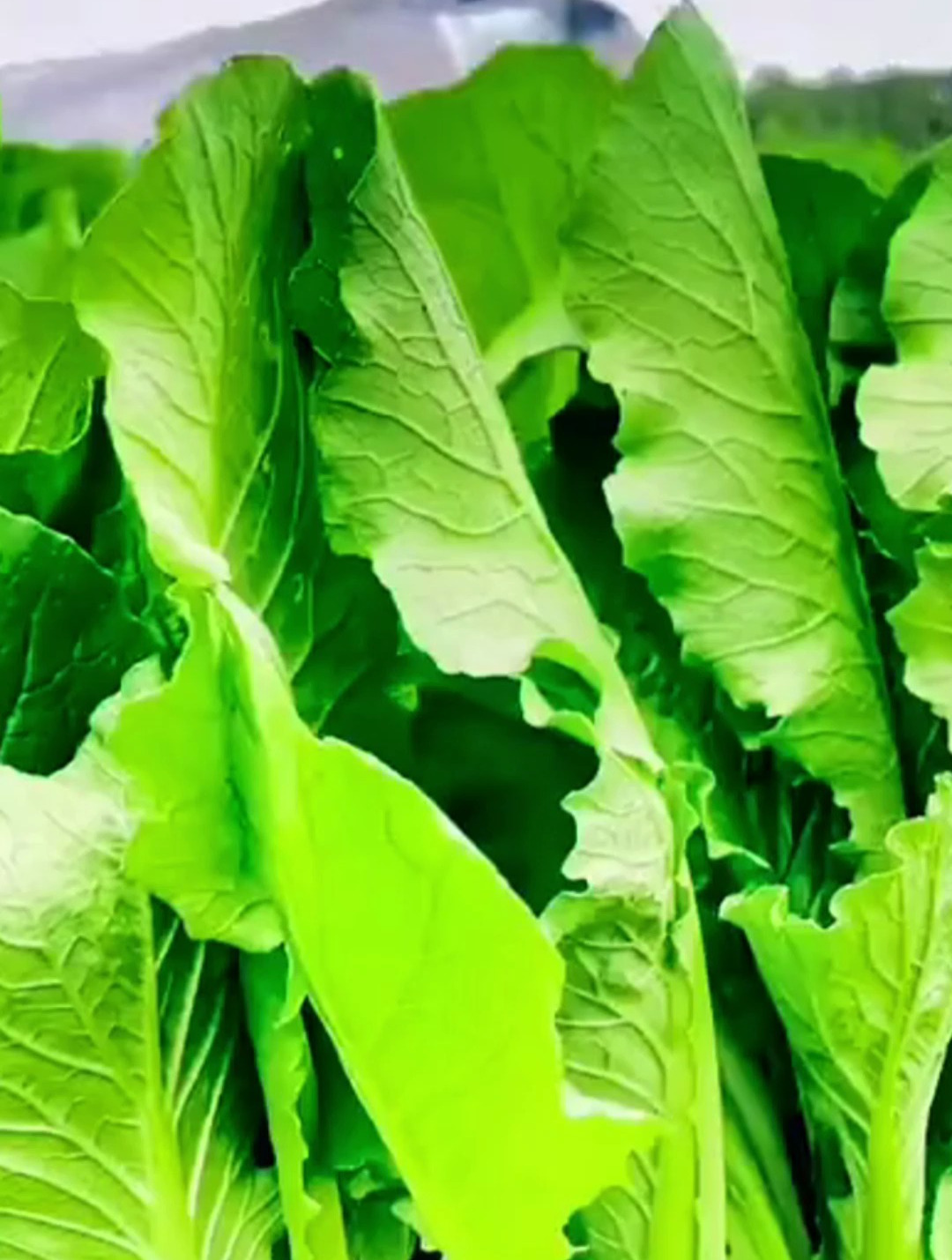 现在正是种植青梗小白菜的时候,3天发芽,20天就可以采收