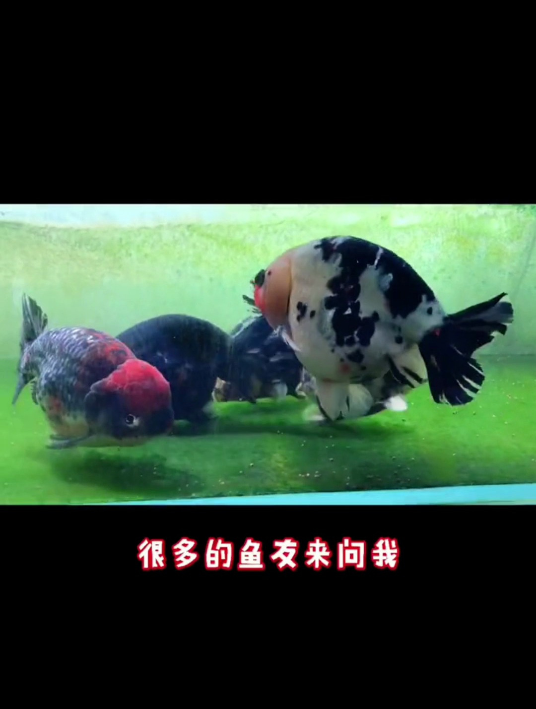 养金鱼最需要注意的