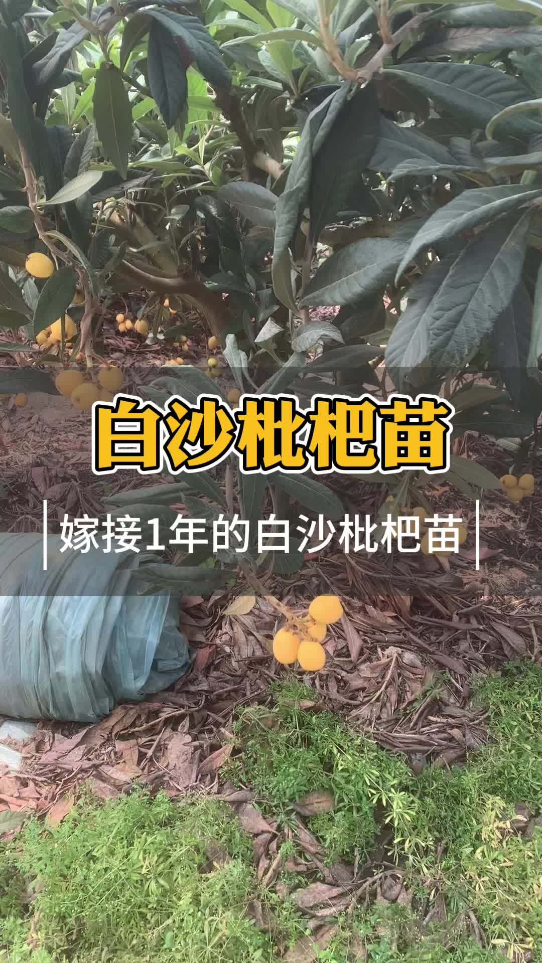 在浙江能种的常绿果树有哪些 白沙枇杷如何