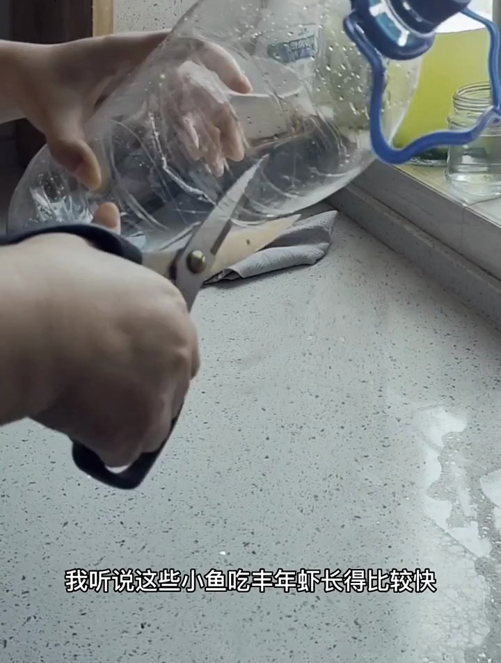 给刚出生的小鱼苗孵化丰年虾