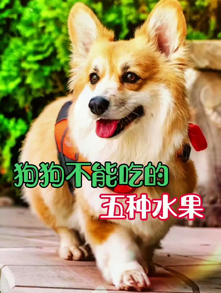 狗狗不能吃的水果 养犬知识分享 萌宠 养犬经验分享