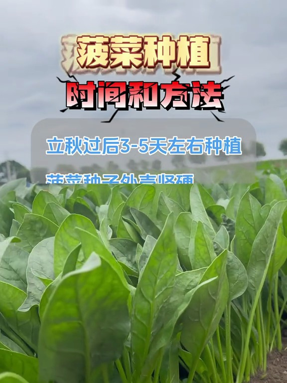 菠菜种植的时间和方法!