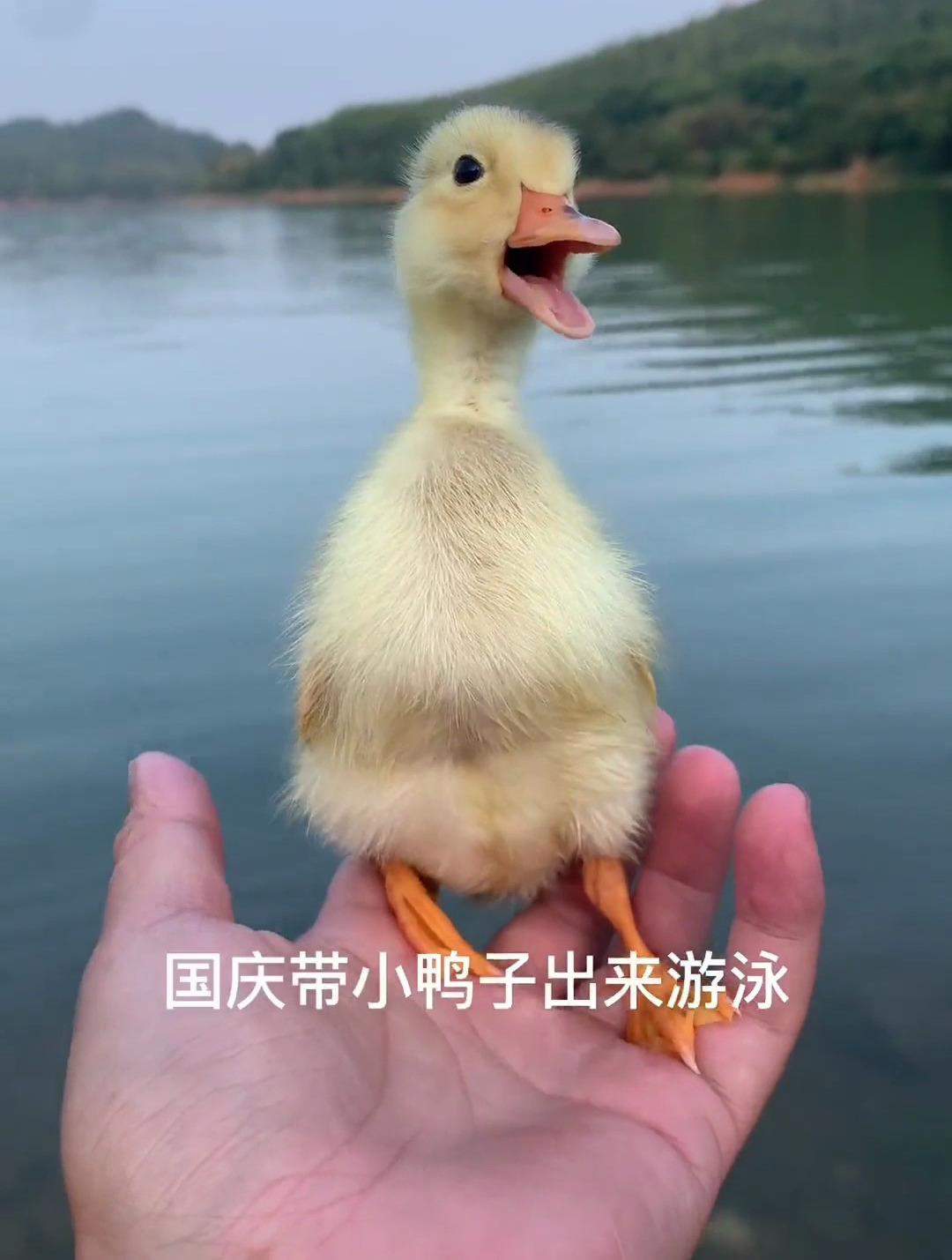 科尔鸭 小鸭子游泳