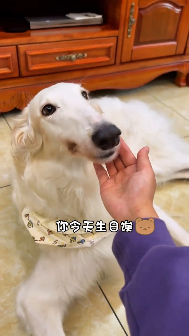 上门给狗狗做生日蛋糕是什么体验?