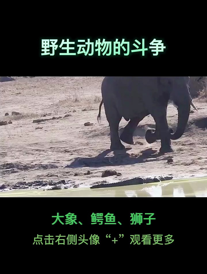 野生动物世界,大象、鳄鱼、狮子