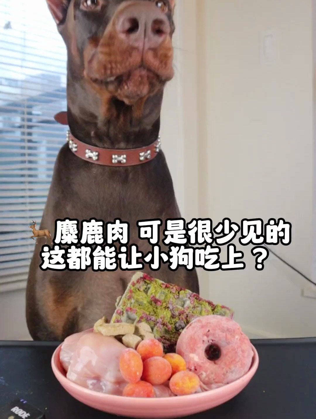 今天居然吃到麋鹿零食!当你有只嘴馋小狗 萌宠进食记