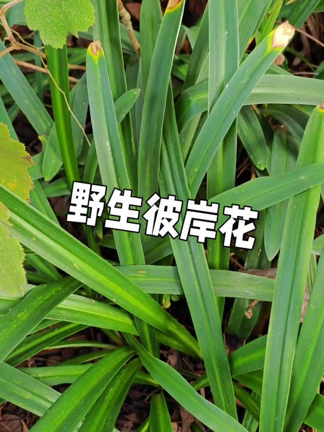 贵州野生彼岸花:先带大家认识一下它的叶子,开花的时候再来看!