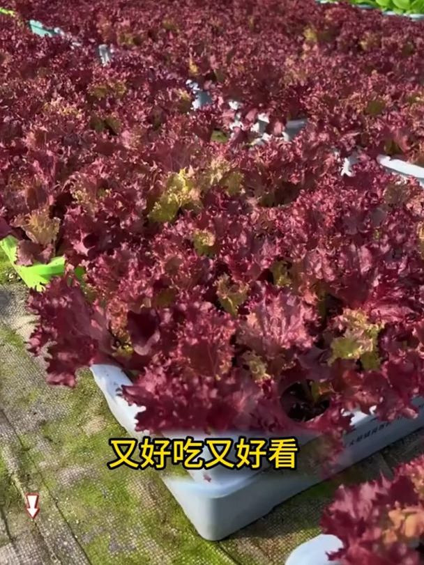 给大家推荐一款蔬菜。紫叶生菜、你们也赶紧种植起来吧