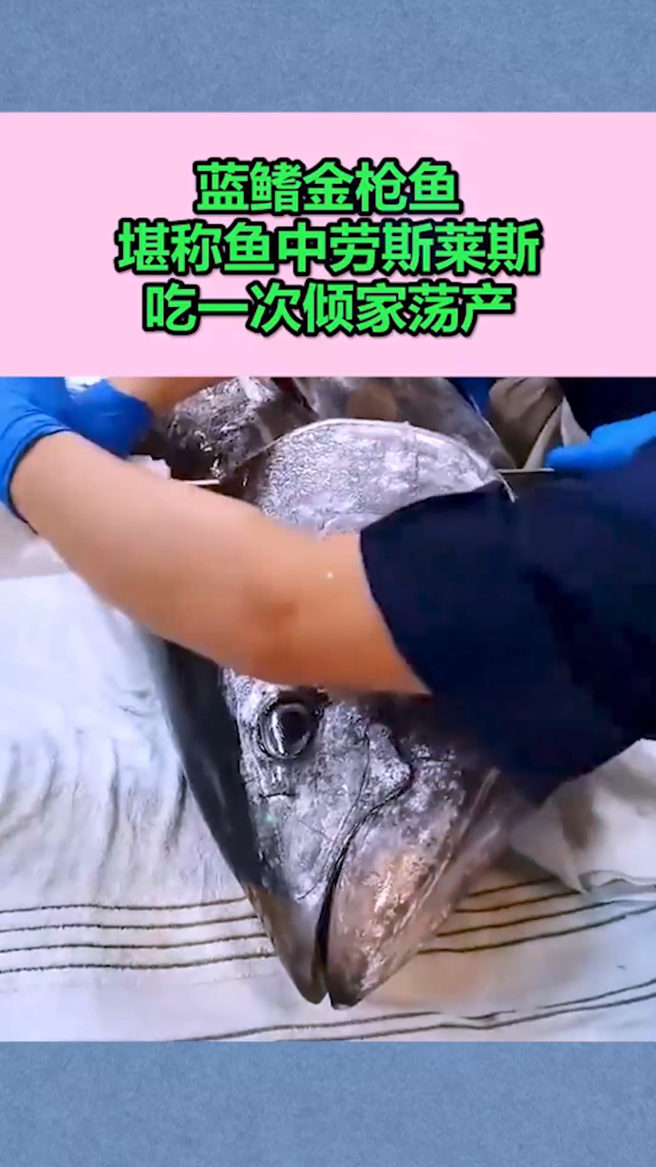 蓝鳍金枪鱼,堪称鱼中劳斯莱斯,吃一次倾家荡产