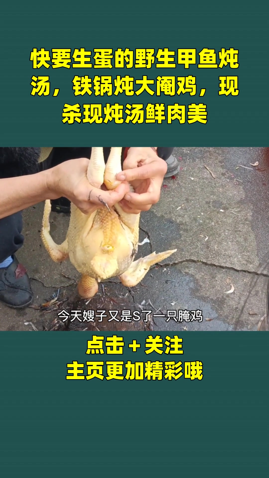快要生蛋的野生甲鱼炖汤,铁锅炖大阉鸡,现杀现炖汤鲜肉美