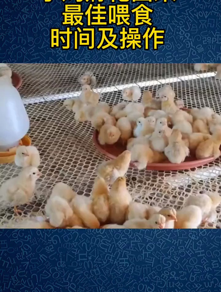 三农养殖:小鸡孵化出来,最佳喂食时间及操作