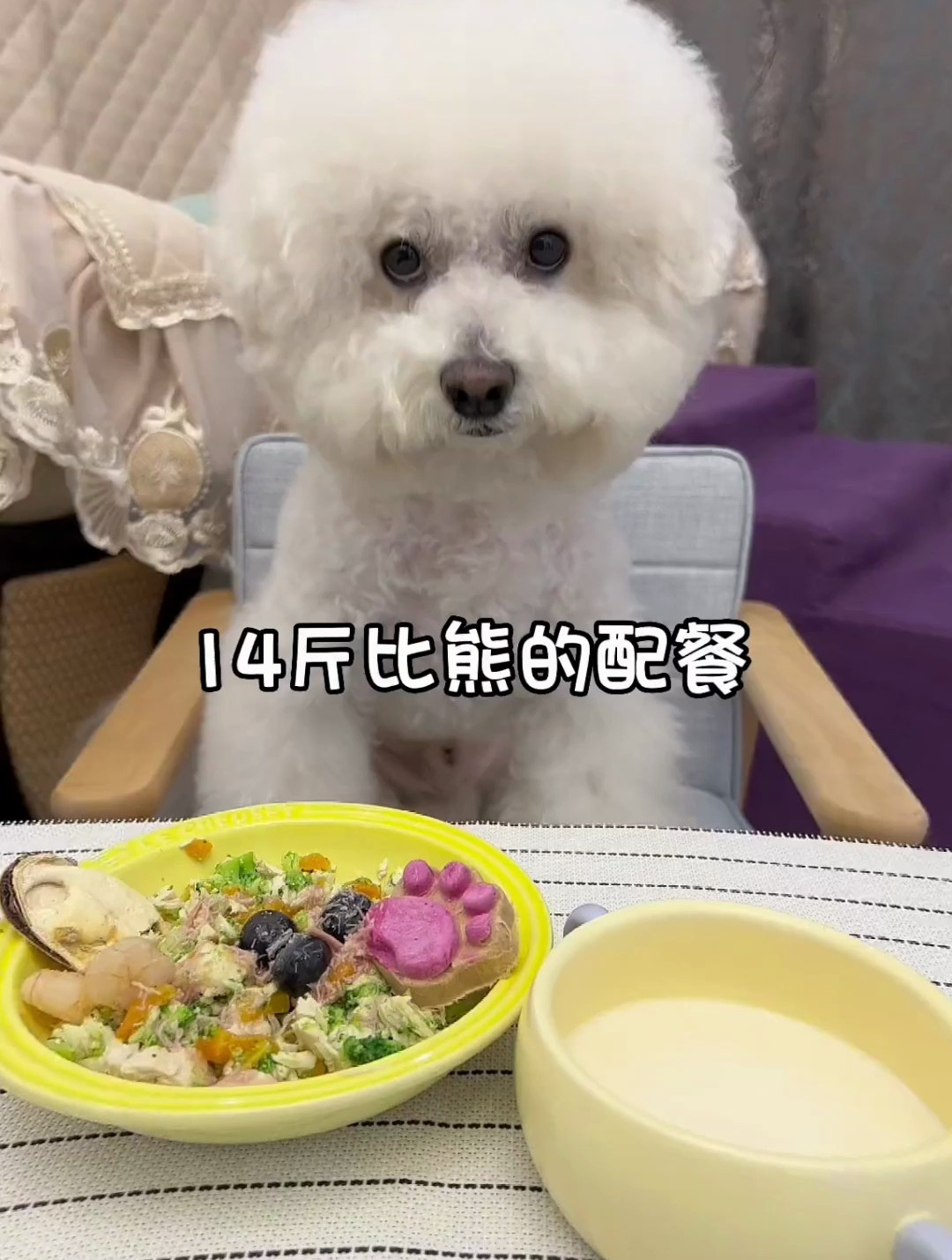 14斤比熊的电子榨菜来啦
