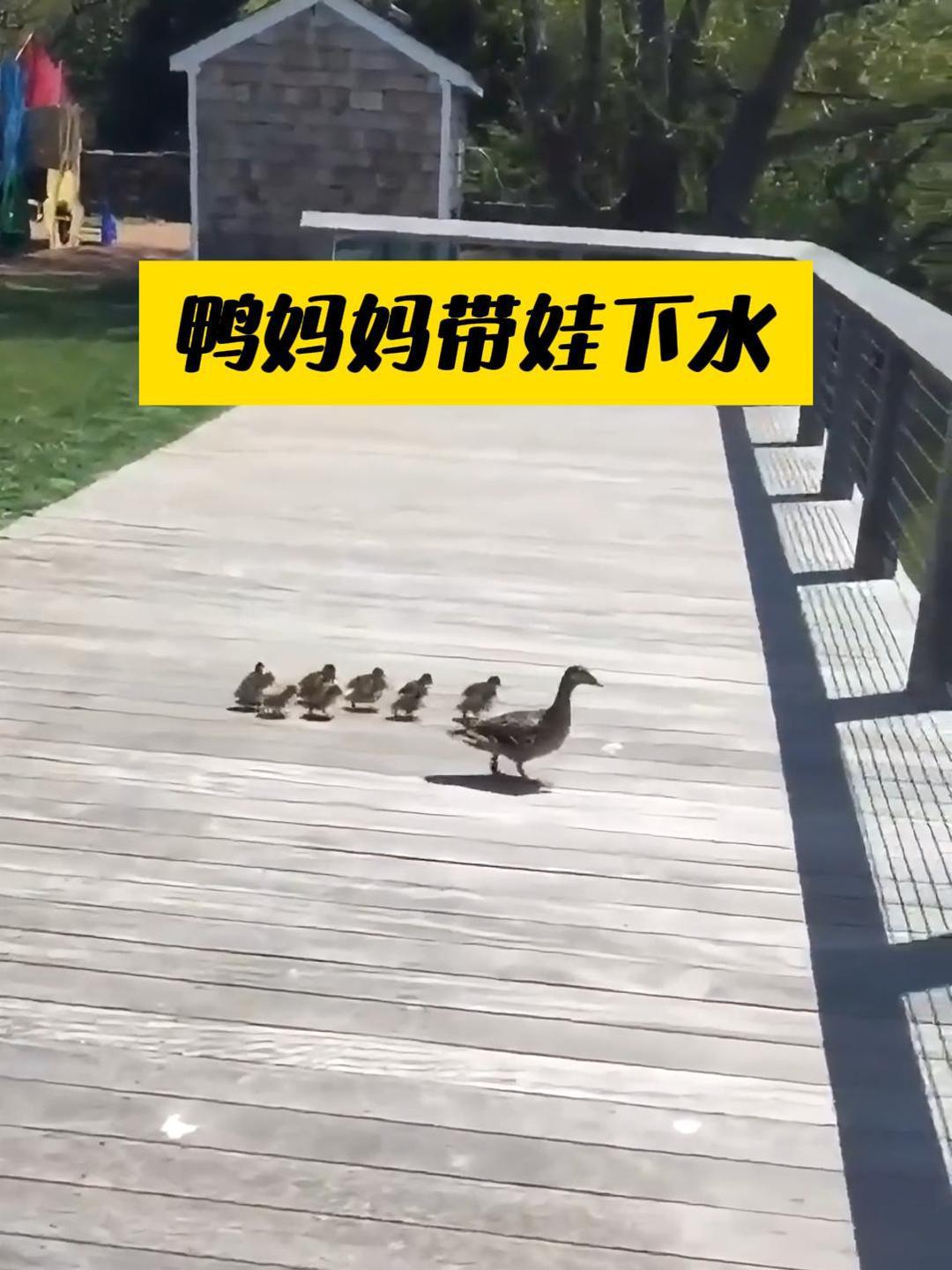 鸭妈妈带小鸭子学游泳,小鸭子第一次下水就克服恐惧,真是太棒了