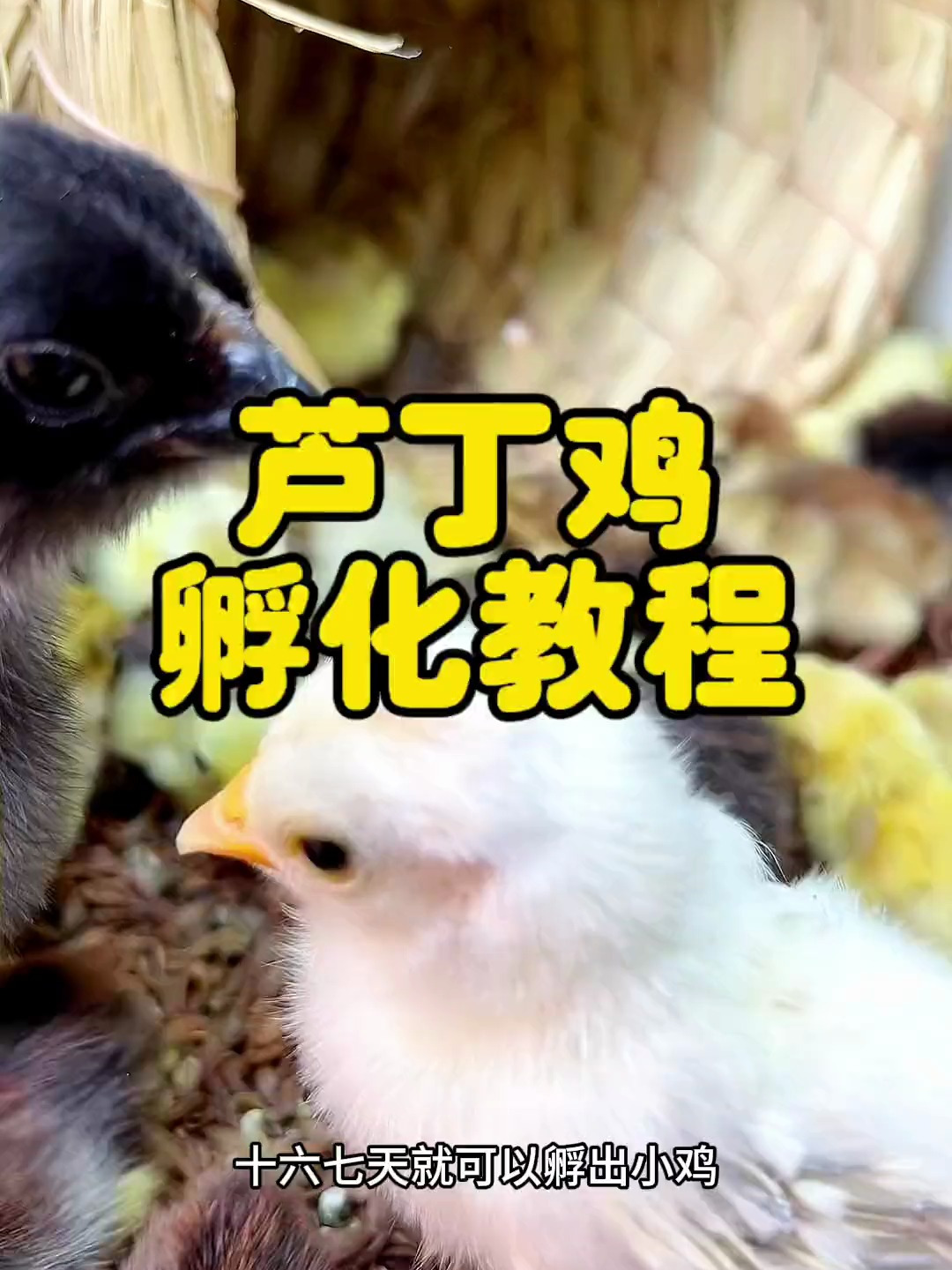 芦丁鸡孵化教程,芦丁鸡养殖