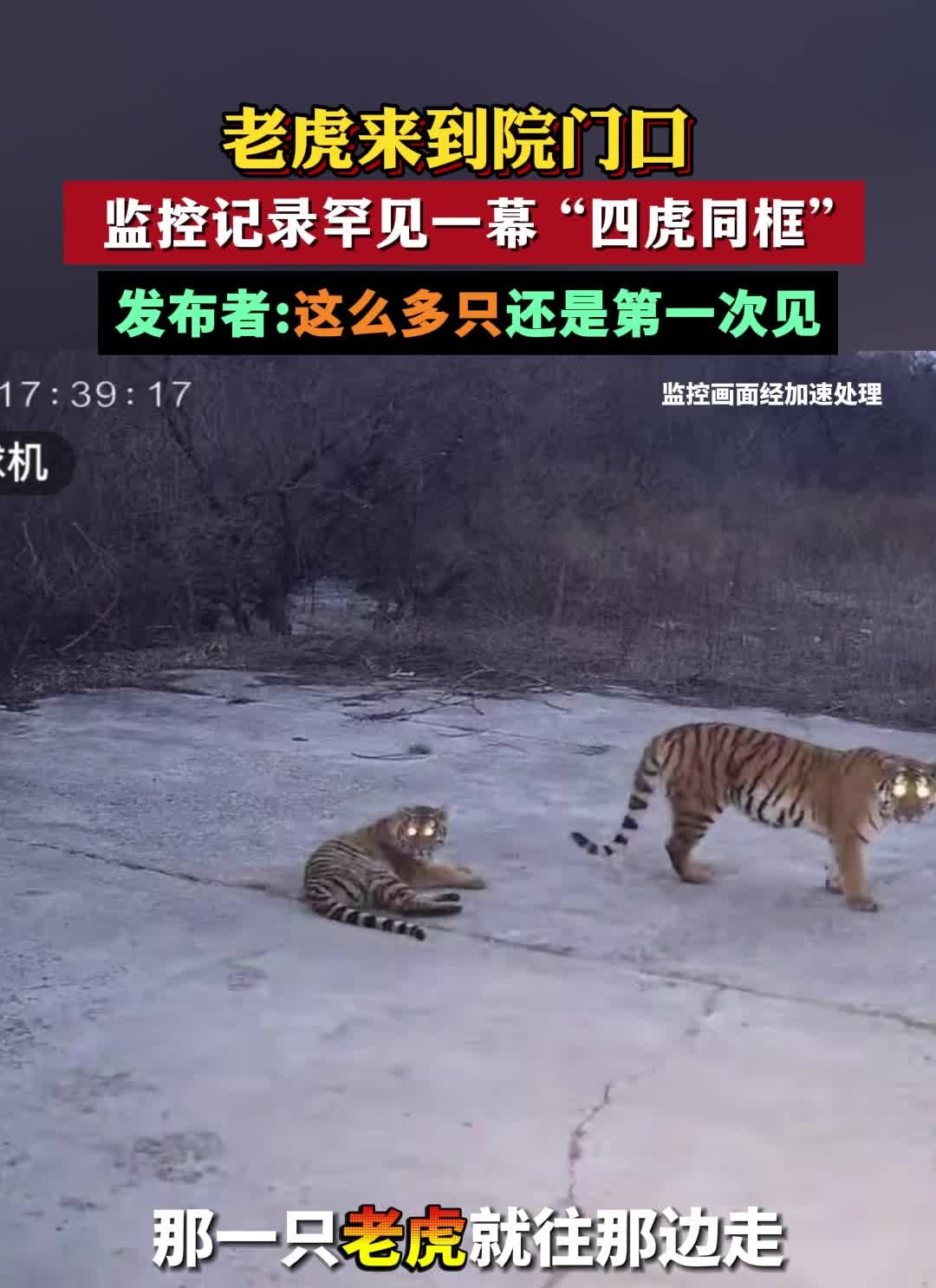 监控记录罕见一幕“四虎同框”!