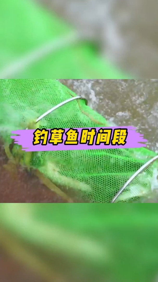 告诉您怎么选择钓草鱼的时间段,知道了就快去钓鱼吧!