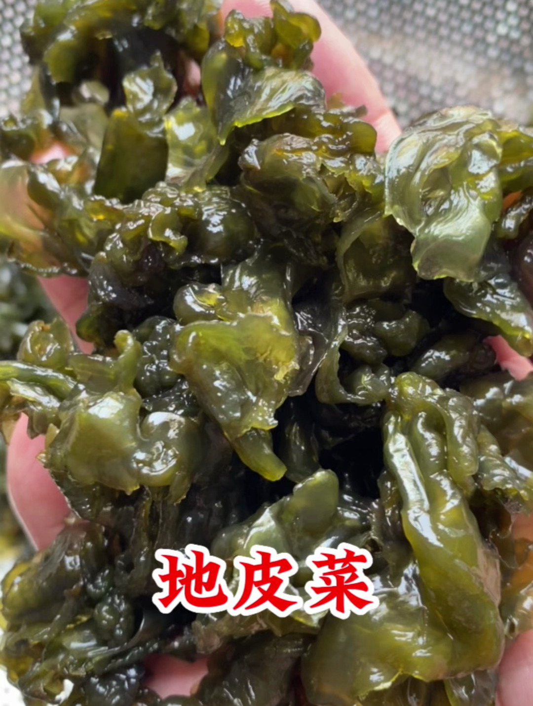 原来地皮菜长这样,看看你认识吗?