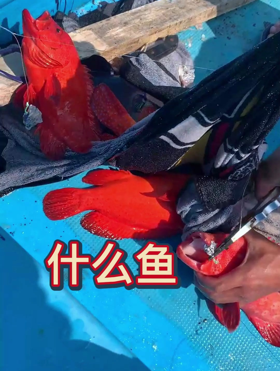 海钓 上的这 红色的鱼 叫什么名呢?船钓