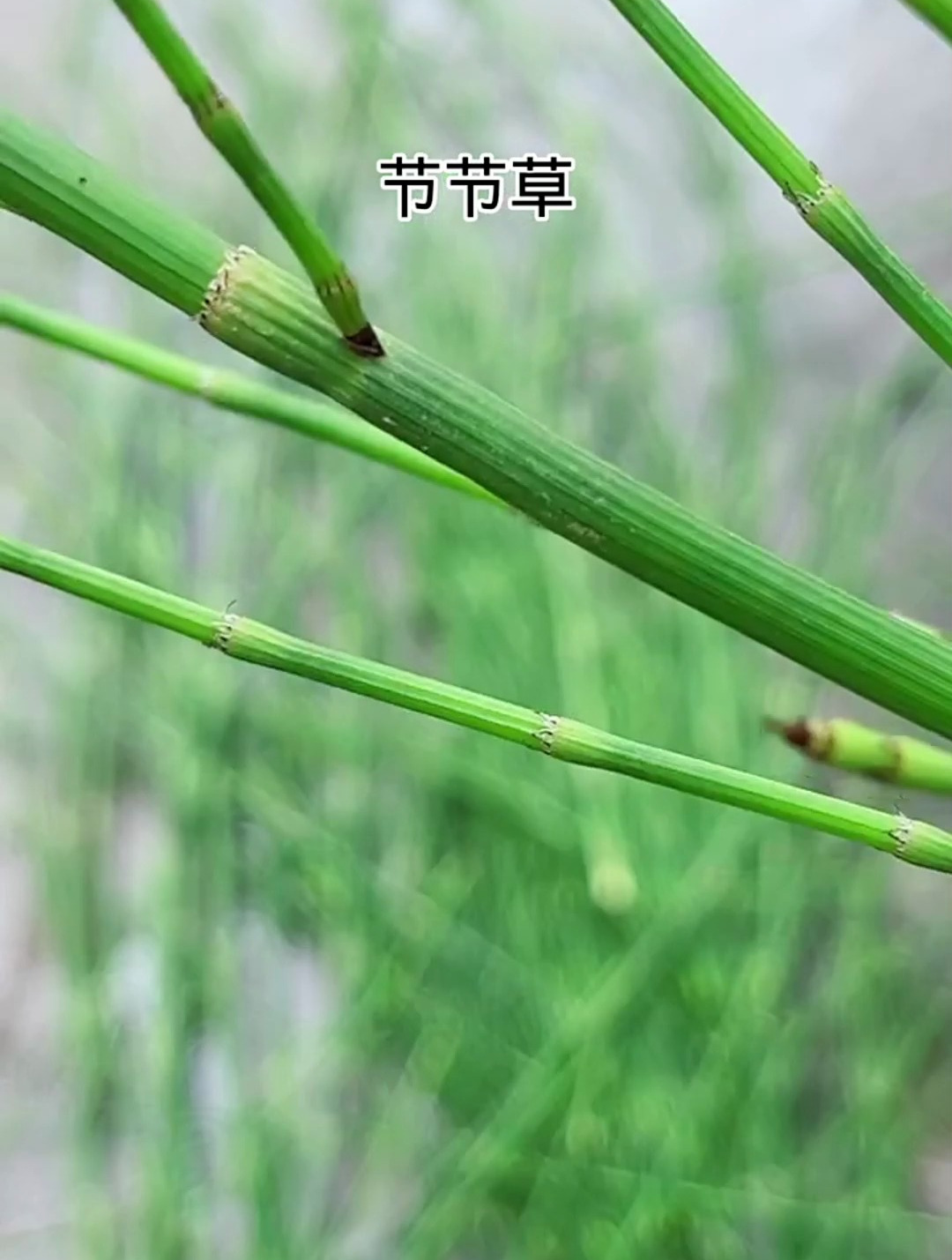 植物科普:节节草,一些有经验的人会把它煮水,然后倒入洗脚盆