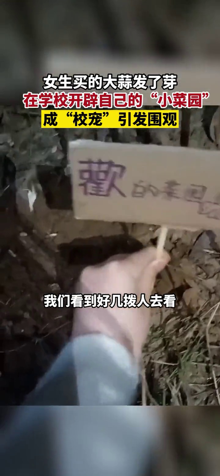 女生买的大蒜发了芽,在学校开辟自己的小菜园,成校宠引围观