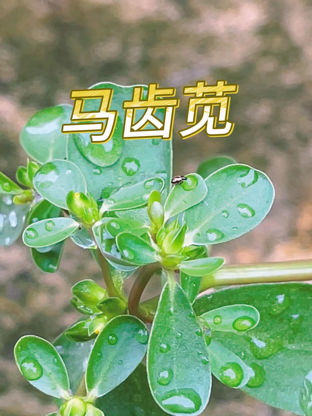 马齿苋又叫马芹菜、马荠菜、长命草、五行草、瓜子菜等