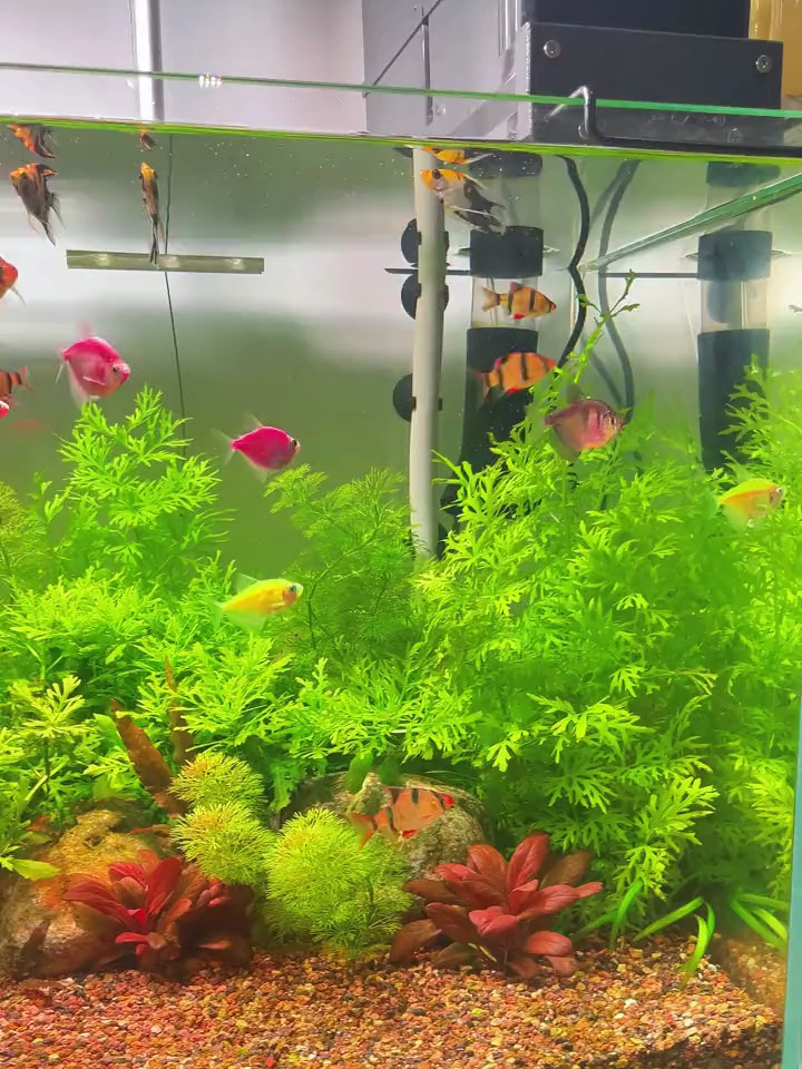 鱼缸表面有油膜该怎么办?