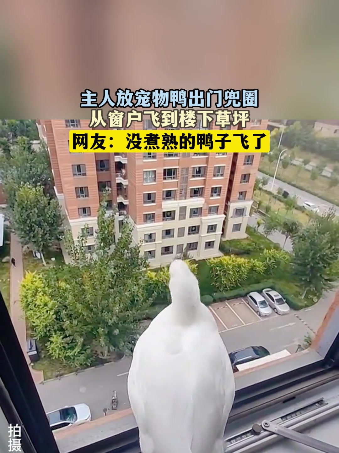 主人放宠物鸭出门兜圈,从窗户飞到楼下草坪