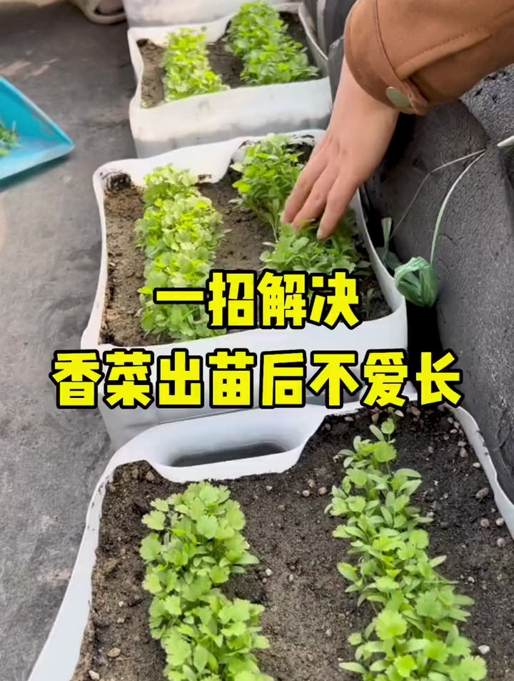 一招解决香菜出苗不爱长个,我种的香菜可以吃好几茬